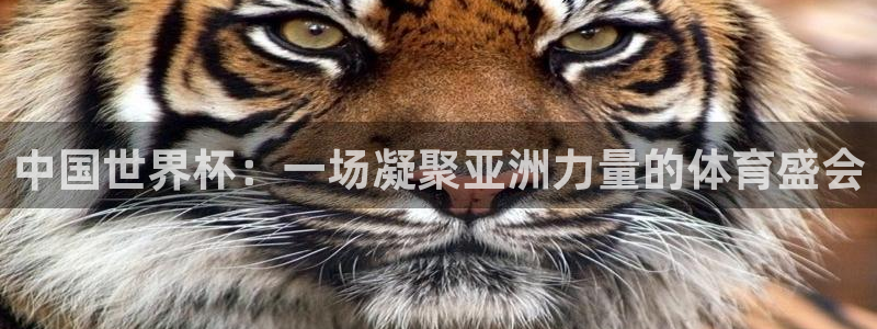 世界杯欧洲区世预赛赛程:中国世界杯:一场凝聚亚洲力量的体育盛会