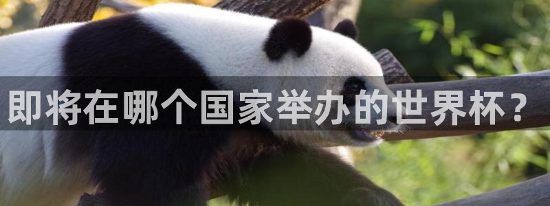 2026年足球世界杯赛程时间表:即将在哪个国家举办的世界杯?